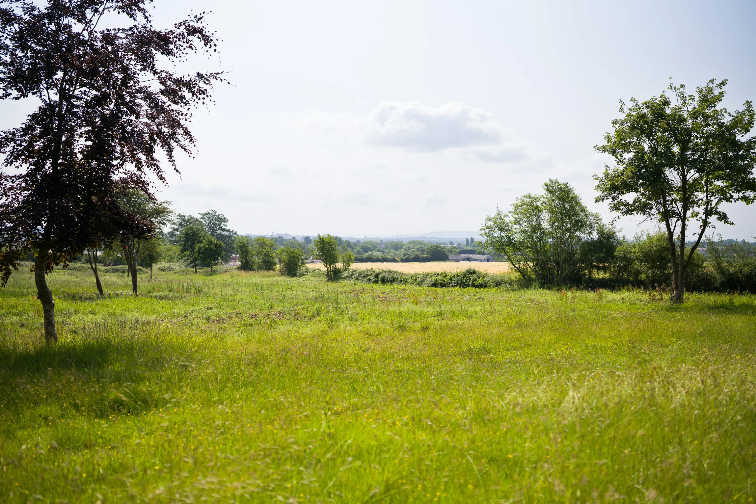 A lush green meadow dotted with trees stretches towards a horizon under a partly cloudy sky.