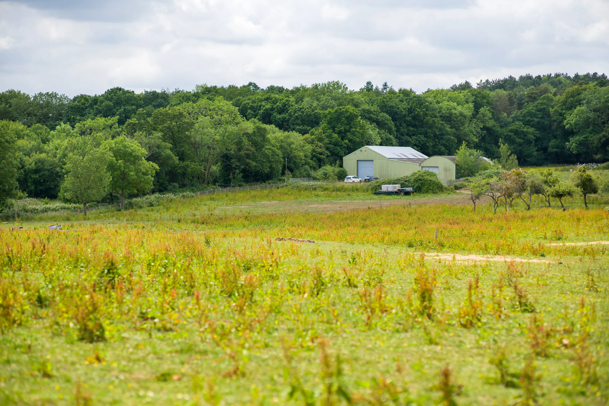 A rural landscape featuring a field of tall grass leading up to a shed and a line of trees under a cloudy sky.