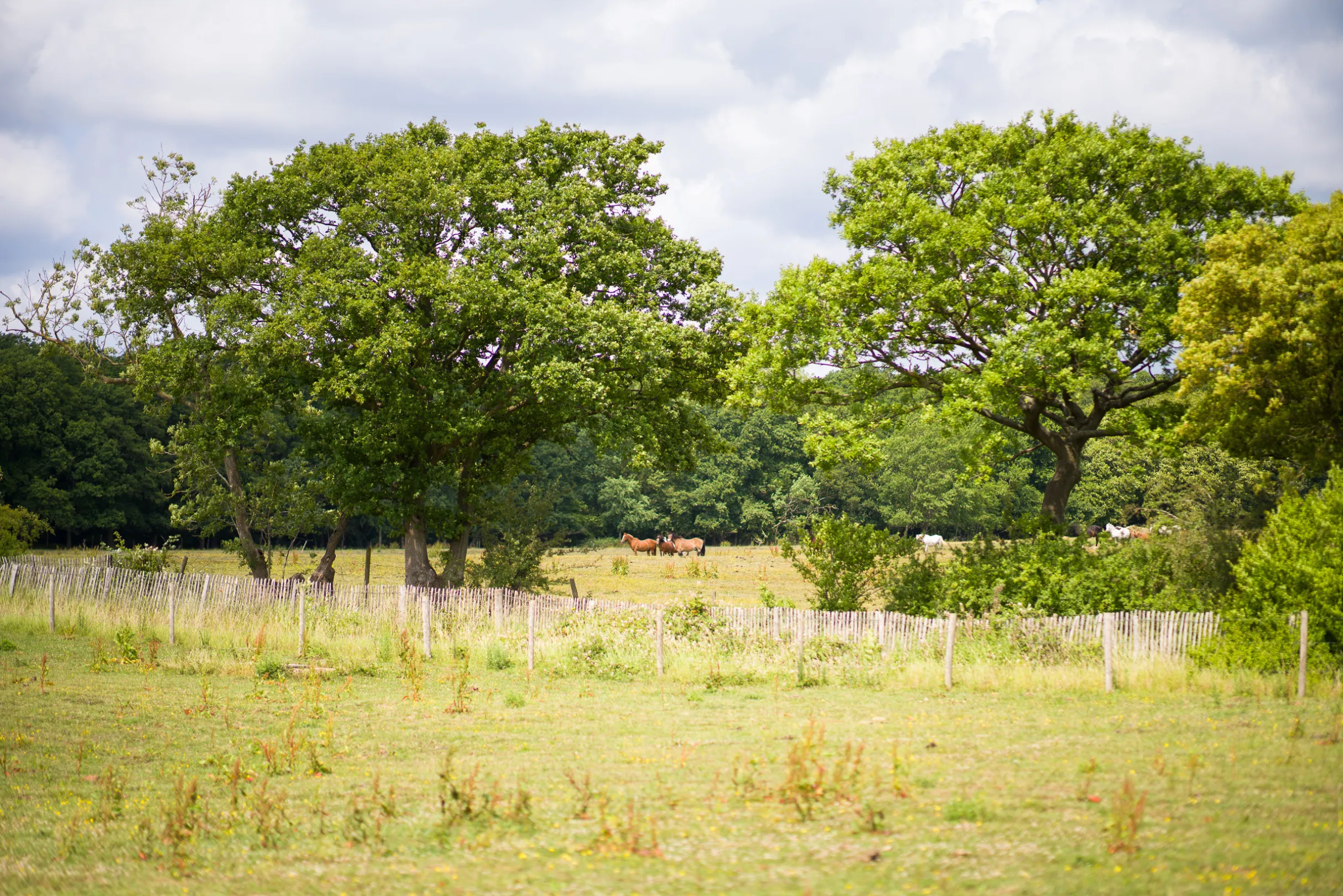 A lush green field is divided by a simple fence with a few trees and grazing animals in the background under a cloudy sky.