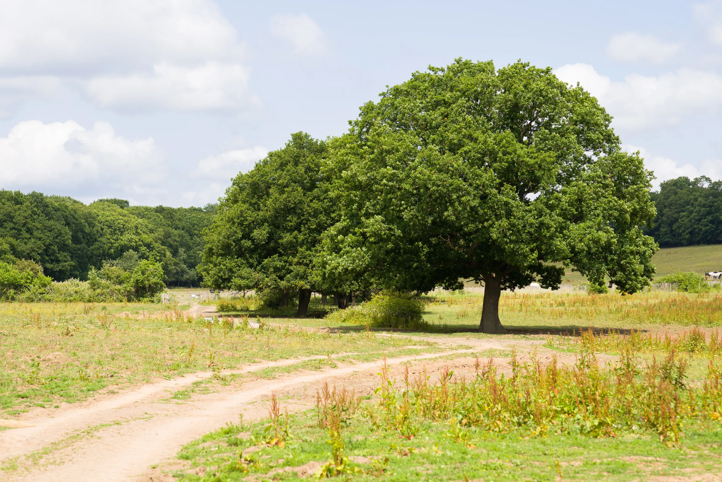 A dirt road leads past a large tree in a grassy field, with a forest in the background under a partly cloudy sky.