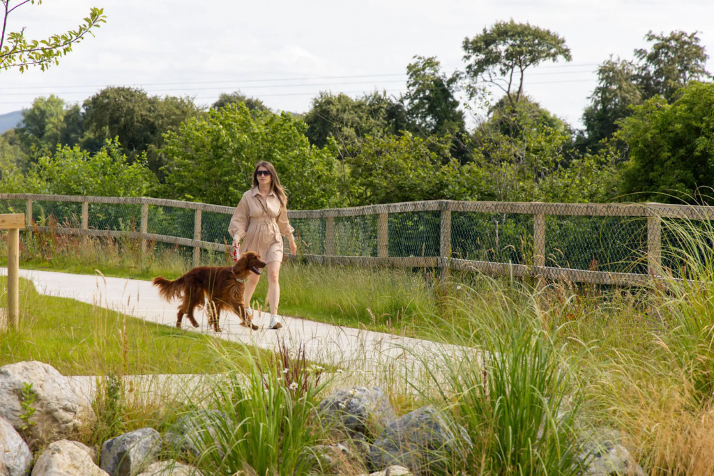 Woman walking an Irish setter dog along a pedestrian/cycle path bordered by trees and grassland.